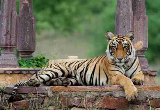 Tiger Safari Ranthambore